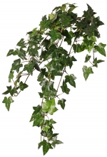 Hedera helix telecurl (Klimop) brandvertragend, 75 cm groen